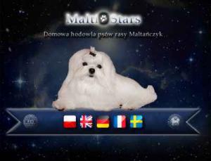 MaltiStars - domowa hodowla psw rasy maltaczyk
