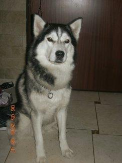 Zagin pies Siberian Husky