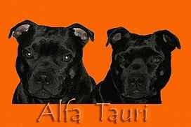 Staffordshire Bull Terrier - hodowla Alfa Tauri