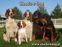 Shadow Dog - hodowla seterw