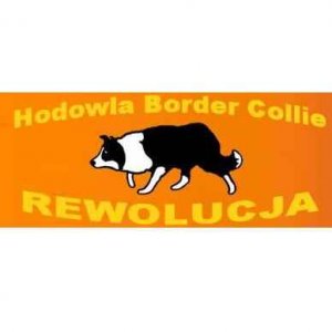 Hodowla Border Collie - Rewolucja