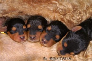 Airedale Terriery Equitana