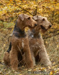 Airedale Terriery Equitana