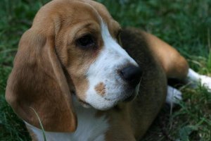 Hodowla Beagle - RAINING DOG /FCI/
