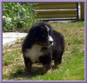 Berneski pies pasterski - rodowodowa suczka