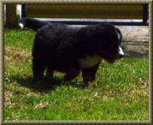 Berneski pies pasterski - rodowodowa suczka
