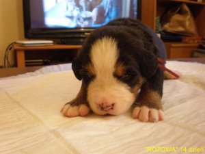 Berneski Pies Pasterski - Rodowodowe szczeniaki