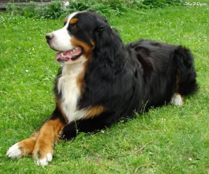 Berneski Pies Pasterski - Rodowodowe szczeniaki
