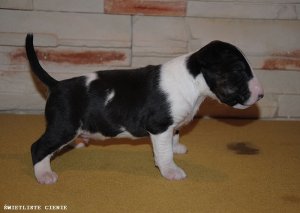 Bullterrier - szczenita urodzone 20.01.2011