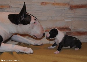 Bullterrier - szczenita urodzone 20.01.2011