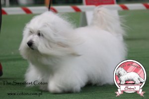 THE SWEETEST COTON