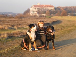 Skordatura Due szwajcarskie psy pasterskie Rottweilery