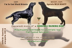 HODOWLA Raining Dog - rezerwacja szczenit