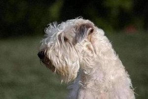 Irish Soft Coated Wheaten Terrier- Terier pszeniczny- SZCZENITA