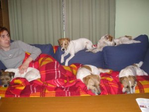 Fidogs (FCI) - Jack i Parson Russell Terrier