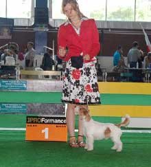 Jack Russell Terrier hodowla Z Herbu Sapay