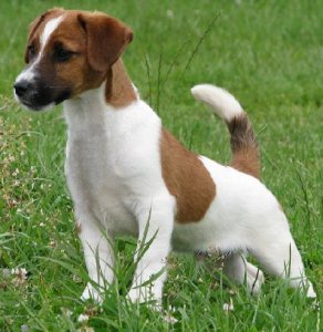 Armonia Canina - Jack Russell Terrier