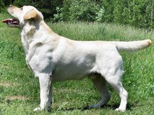 Optimus Canis Retriever Kennel. Hodowla psw rasy Labrador Retriever i Flat Coated Retriever 