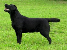 Optimus Canis Retriever Kennel. Hodowla psw rasy Labrador Retriever i Flat Coated Retriever 