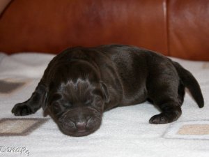 Labrador szczeniak - czekoladowy