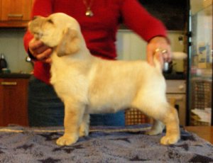 Labrador - szczenita biszkoptowe i czarne