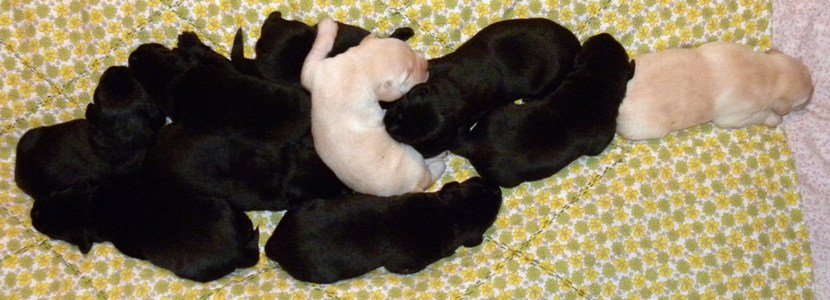 Labrador Retriever – czarne rodowodowe szczeniaczki - komplet bada genetycznych