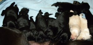 Labrador Retriever – czarne rodowodowe szczeniaczki - komplet bada genetycznych