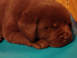 Labrador Retriever - czekoladowe szczenita