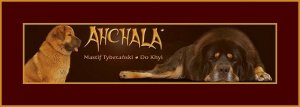 Mastif tybetaski - Do  khyi -  hodowla AHCHALA