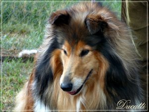 Owczarki  szkockie Collie