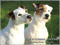 Parson Russell Terrier - Hodowla Dwie Twarze, szczenita !