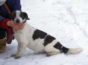 DOLLY - agodna, przymilna suczka szuka domu