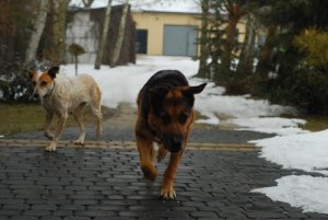 Wierny pies szuka domu