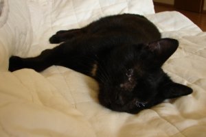 FRYDERYK - niewidomy, wyjtkowy kot o wielkim sercu pilnie szuka domu!
