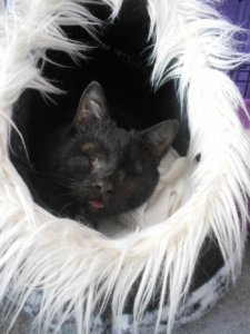 FRYDERYK - niewidomy, wyjtkowy kot o wielkim sercu pilnie szuka domu!