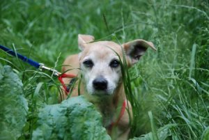 Okruszek, cudem ocalay. Pilna adopcja!  