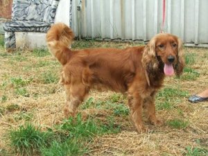 Toffik piesek rasy cocker spaniel