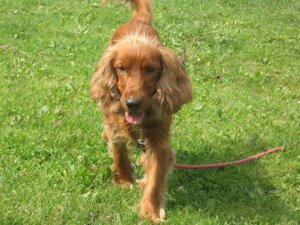 Toffik piesek rasy cocker spaniel