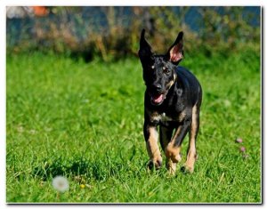 FIDO - rezolutny WESOEK - KOCHANY przytulak czeka na CIEBIE