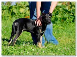 FIDO - rezolutny WESOEK - KOCHANY przytulak czeka na CIEBIE