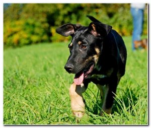 FIDO - rezolutny WESOEK - KOCHANY przytulak czeka na CIEBIE