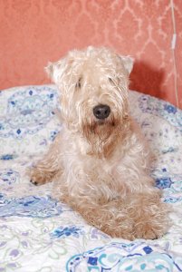 Irish Soft Coated Wheaten Terrier- Terier Pszeniczny- ZAPOWIED MIOTU maj/czerwiec 2014 rok