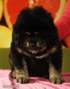 Mastif tybetaski - liczne szczeniaki z rodowodem, mazowiecki
