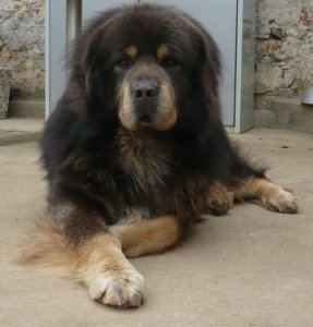 Mastiff tybetaski szczenita z PP 2013/2014
