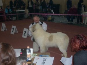 Pirenejski pies grski szczeniaki rodowodowe po Championach