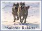 Siberian Husky – Hodowla niena Rakieta