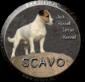 Svavo (FCI) Jack Russell Terrier