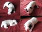 Hodowla Dwie Twarze - Parson Russel Terrier