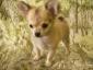 Chihuahua dugowosy po Interchampionie
