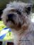 Cairn Terrier - Hodowla Minagro